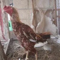 کروس و ماکیان