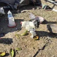 مرغ و خروس برهما