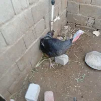 بوقلمون بزرگ