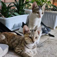 واگذاری دو گربه‌ی DSH|گربه|ارومیه, |دیوار