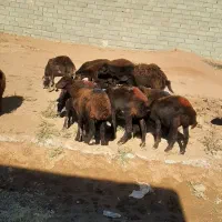 گوسفند بره طخلی ماده قزل افشار اصل قوچ خرده