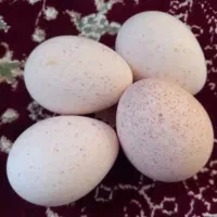 تخم‌ بوقلمون