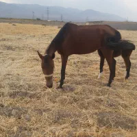 اسب|اسب و تجهیزات اسب‌سواری|ساوه, |دیوار