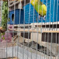 مرغ عشق با تخم