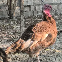 بور بورن هلندی|حیوانات مزرعه|قائمشهر, |دیوار