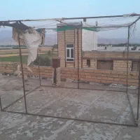 کبوتر قفس|پرنده|الشتر, |دیوار