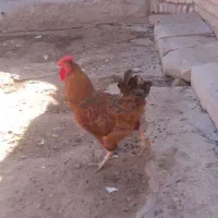 خروس چهل تاج