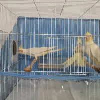 جفت عروس هلندی مولد