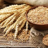 یک تن جو موجود است