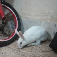 فروش خرگوش|موش و خرگوش|قرچک, مهدیه|دیوار