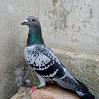 پلاکی مسافتی