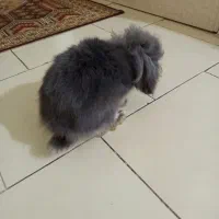 فروش خرگوش