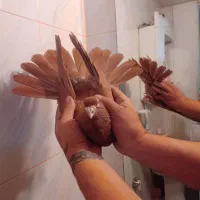 کفترکبوترپرنده|پرنده|تهران, سلسبیل شمالی|دیوار