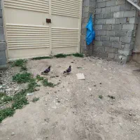 کبوتر آلمانی