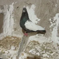 سینه‌نر‌گردن‌کلفت.معاوضه‌بادوتاماده‌اوغون