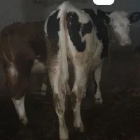 گوساله سیمینتال