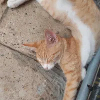 واگذاری گربه|گربه|واجارگاه, |دیوار