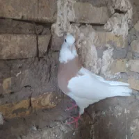 دوتا طوقی تمیز بدون غلط با دمبی|پرنده|شوشتر, |دیوار