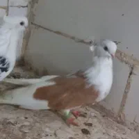 ماده دوبالی نوک کوتاه.