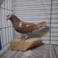 کفتر انگلیسی ماده|پرنده|فردیس, شهرک وحدت|دیوار