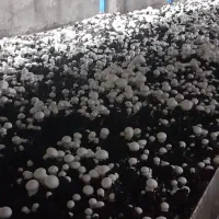 ۵تن کمپوست فروشی تنی ۸۰۰|خدمات باغبانی و درختکاری|دورود, |دیوار