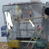 گمشده|حیوانات|سنندج, |دیوار