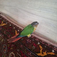 گرینچیک یولیساید