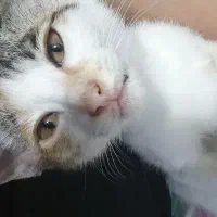 واگذاری گربه رایگان