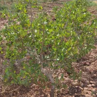 فروش باغ پسته و زمین کشاورزی|فروش دفتر صنعتی، کشاورزی، تجاری|میان جلگه, |دیوار