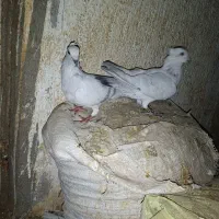 کبوتر نر ماده شامی سفید کرمونی|پرنده|بردسکن, |دیوار