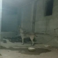 سگ سرابی ونگهبانی