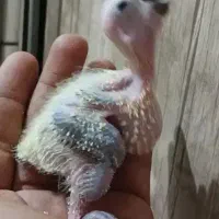 پرنده|پرنده|اهواز, بهارستان|دیوار