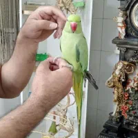 طوطی ملنگو دستی