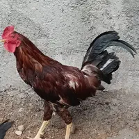 فروش مرغ و خروس هشت‌ماهه سالم و سرحال