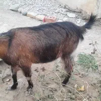 دو عدد بز|حیوانات مزرعه|ایرانشهر, |دیوار