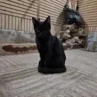 واگذاری گربه