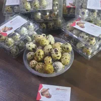 فروش تخم بلدرچین بومی درجه یک و تازه