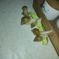 حلزون