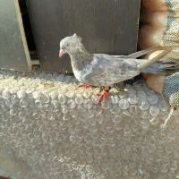 کفتر|پرنده|رضویه, |دیوار