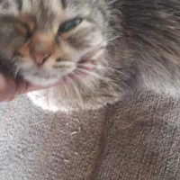 گربهdshپشمالوماده|گربه|خمینیشهر, |دیوار