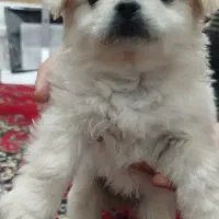سگ پامر