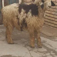 کووه بختیاری