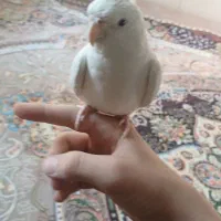 عروس هلندی البینو