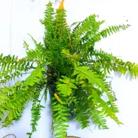 مجموعه ویژه گل‌های آپارتمانی و تراریوم|خدمات باغبانی و درختکاری|شیراز, حافظیه|دیوار