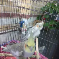 عروس مولد یک جفت مرغ عشق