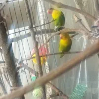 ۲تاطوطی برزیلی فیشر رنگ خاص