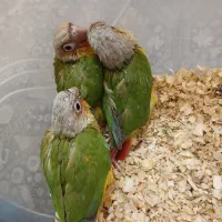 گیرینچیک آناناسی سرلاکی