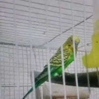 سامسونگ گلکسی زد فولد 2 با حافظهٔ ۲۵۶ گیگابایت