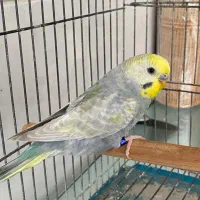 عروس هلندی ماده و انواع مرغ عشق|پرنده|تبریز, |دیوار