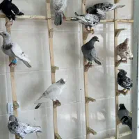 کبوتر یا کفتر سرور قزوینی|پرنده|شیراز, کوشک میدان|دیوار